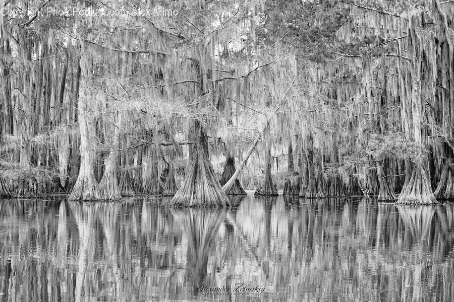 Land, Marsh, Outdoors, Swamp, Water