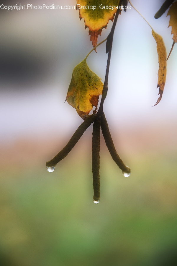 Flora, Leaf, Plant, Animal, Bee Eater
