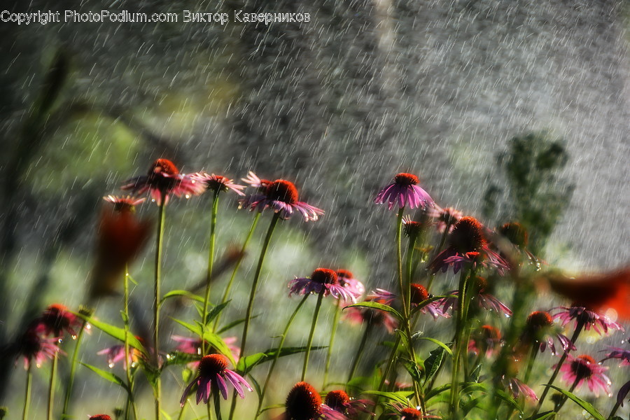 Human, People, Person, Cosmos, Flora