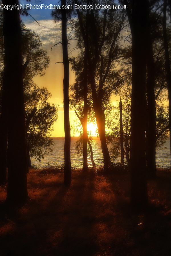 Sunlight, Dawn, Dusk, Nature, Outdoors