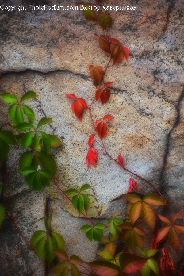 Flora, Ivy, Plant, Leaf, Maple Leaf