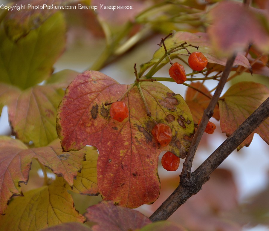 Flora, Food, Fruit, Grapes, Plant