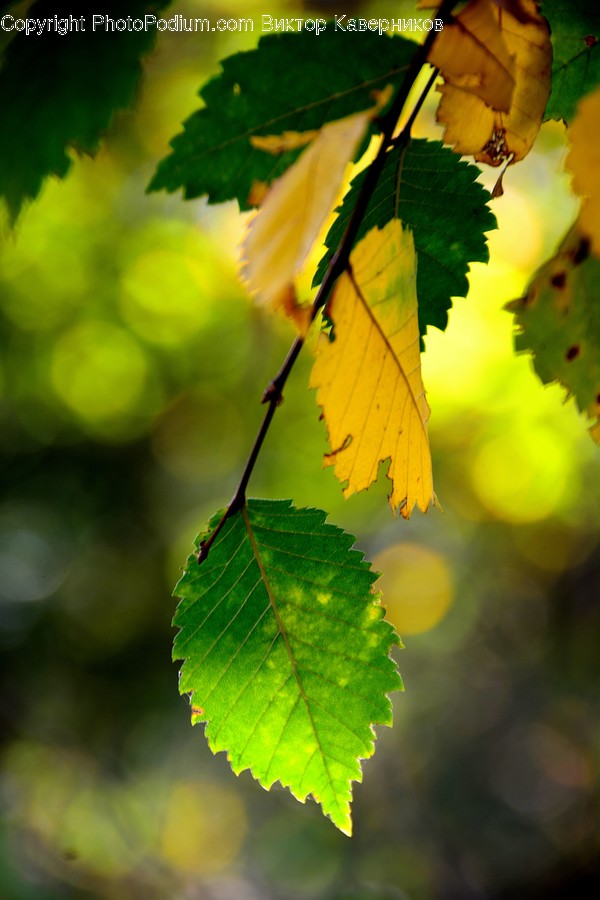 Flora, Food, Fruit, Grapes, Plant