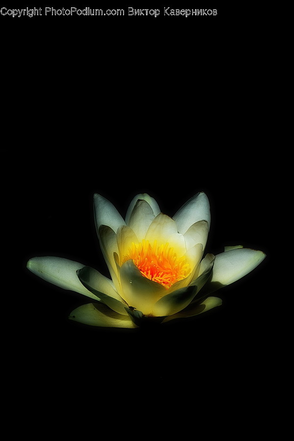 Blossom, Flora, Flower, Petal, Plant