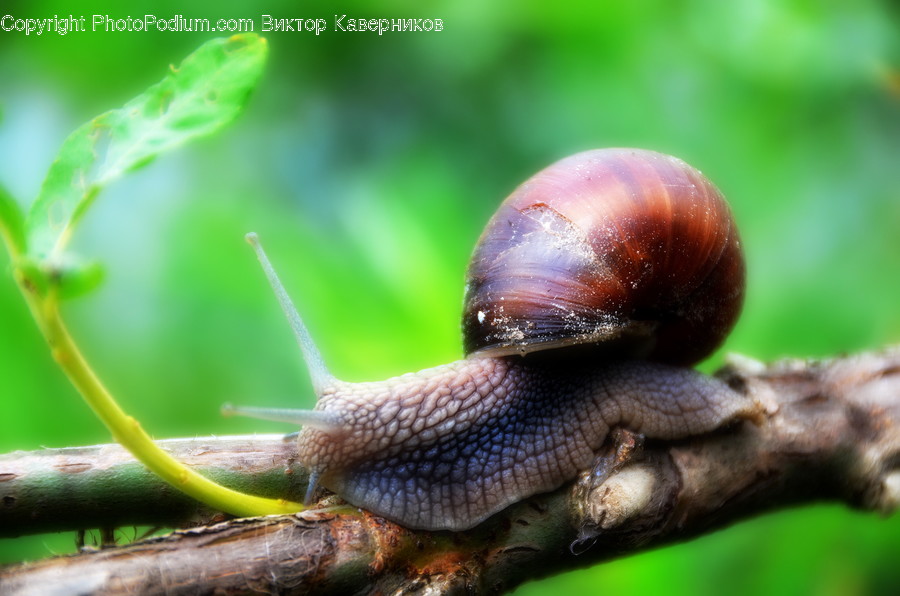 Animal, Invertebrate, Snail, Flora, Plant