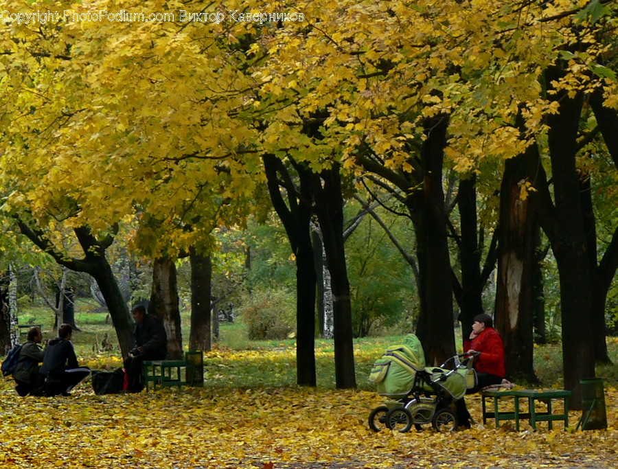 Park, Motorcycle, Transportation, Vehicle, Flora