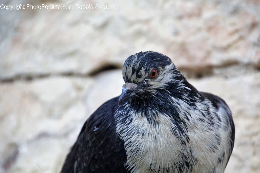 Animal, Beak, Bird