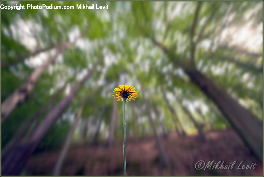 Asteraceae, Blossom, Flora, Flower, Plant, Daisies, Daisy