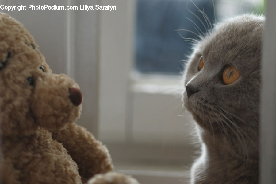 Teddy Bear, Toy, Animal, Cat, Kitten, Mammal, Pet