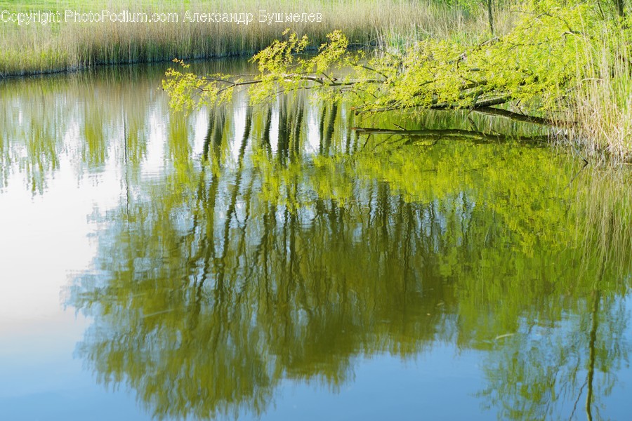 Outdoors, Pond, Water, Land, Marsh