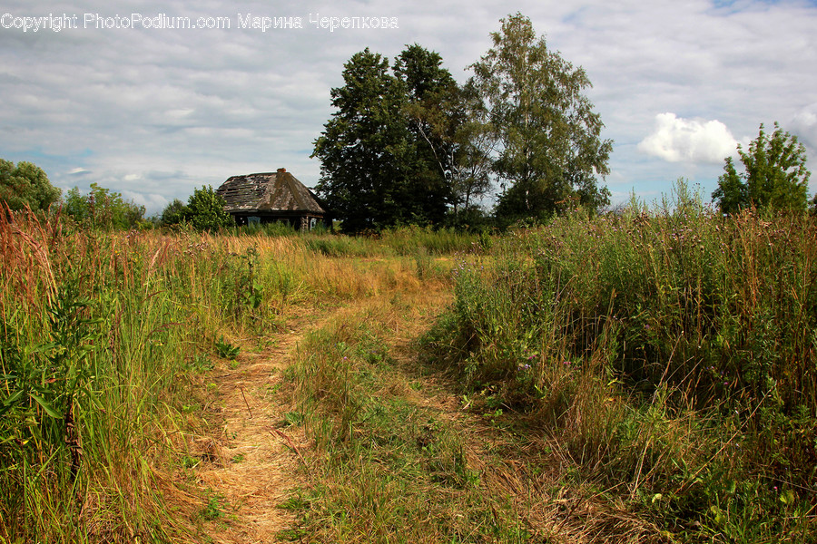 Dirt Road, Gravel, Road, Field, Grassland