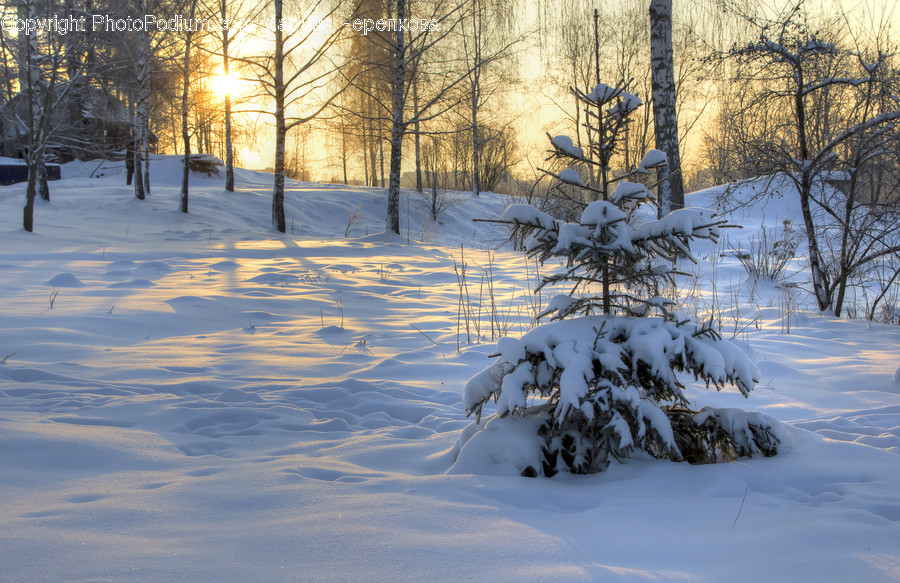 Conifer, Flora, Plant, Tree, Landscape