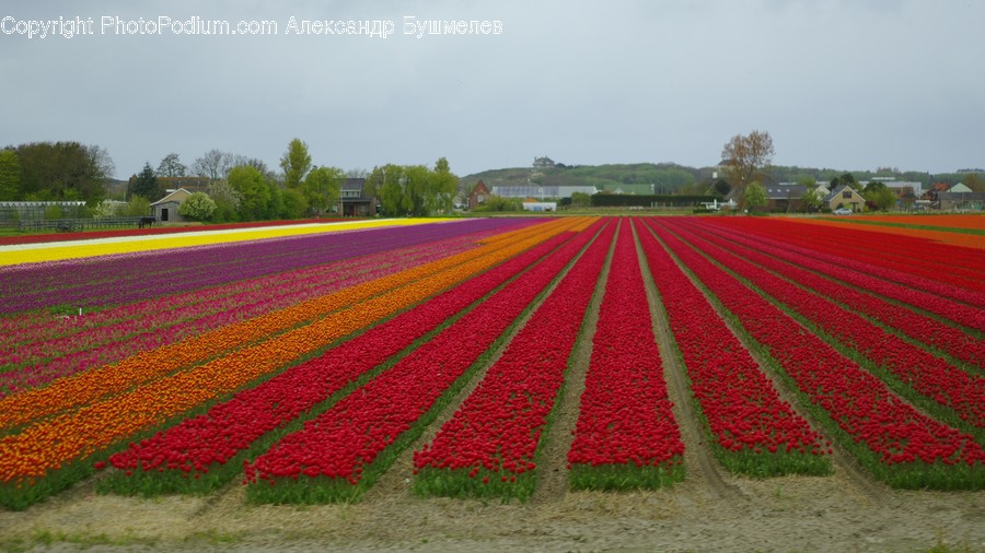 Field, Flora, Plant, Blossom, Flower