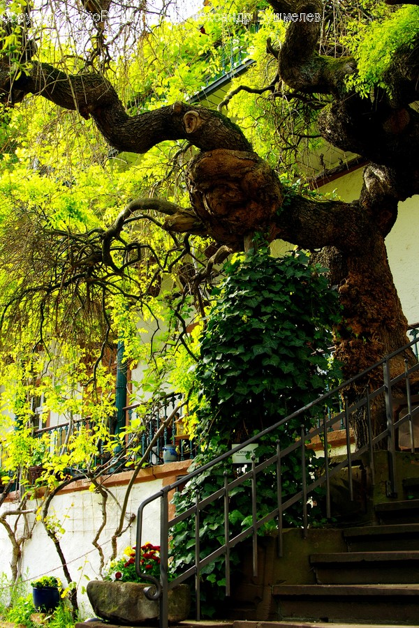 Flora, Oak, Plant, Tree, Moss