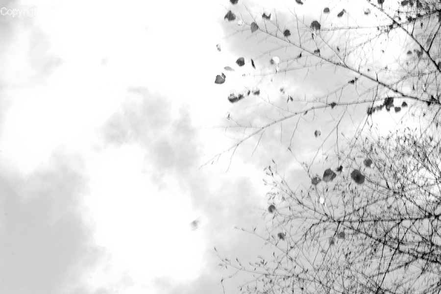 Outdoors, Sky, Flora, Plant, Tree