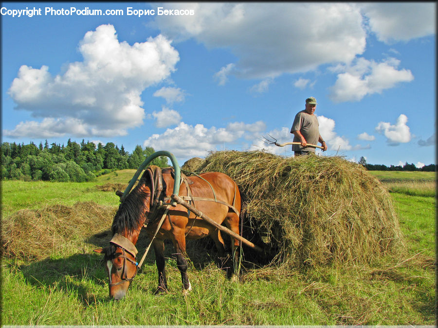 Animal, Horse, Mammal, Field, Grass, Grassland, Land