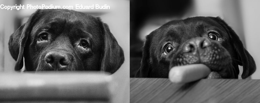 Animal, Canine, Dog, Mammal, Pet, Pug, Adorable