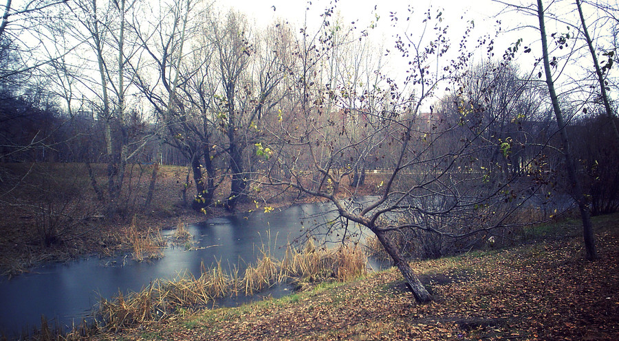 Land, Marsh, Outdoors, Swamp, Water