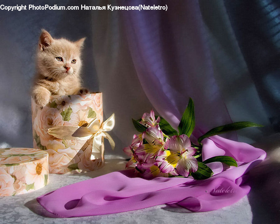 Animal, Cat, Kitten, Mammal, Pet, Flora, Flower