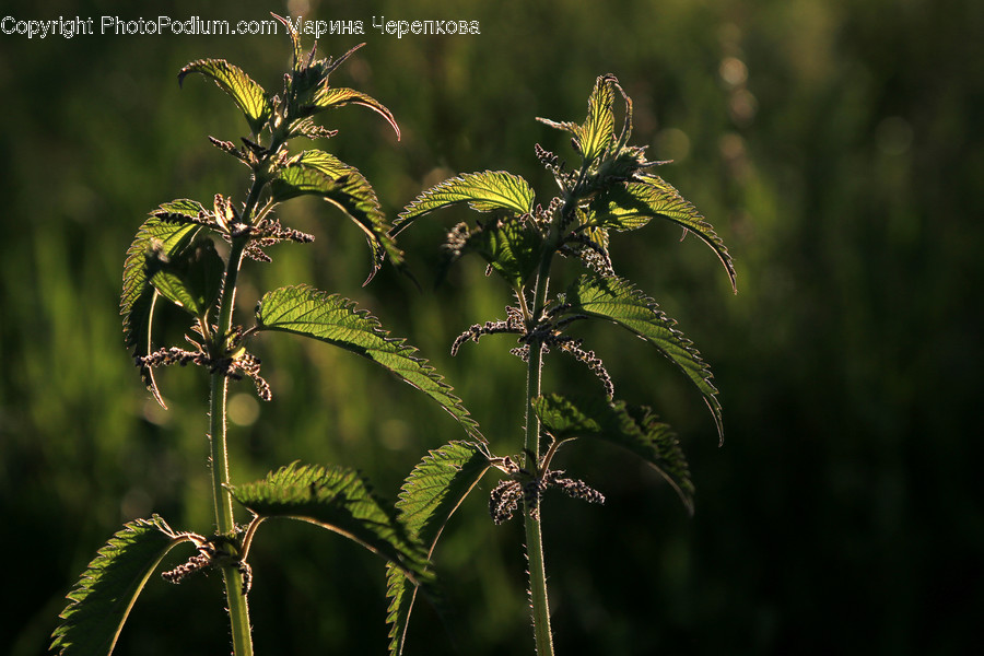 Fern, Flora, Plant, Grass, Conifer