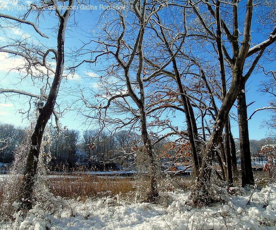 Birch, Flora, Plant, Tree, Oak