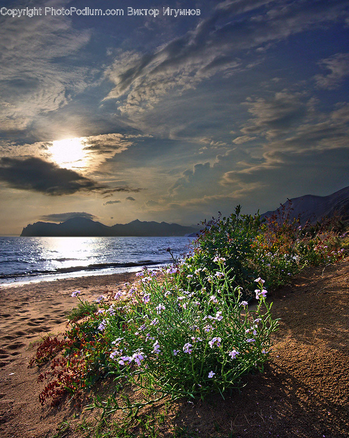 Landscape, Nature, Outdoors, Scenery, Flora