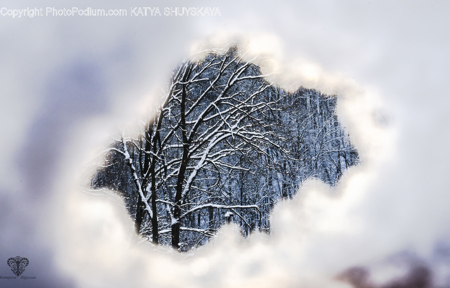Frost, Ice, Outdoors, Snow, Conifer