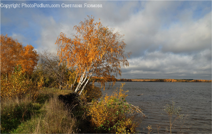 Flora, Grass, Plant, Birch, Tree