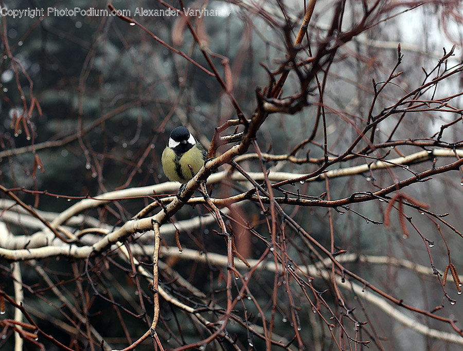 Agelaius, Animal, Bird, Blackbird, Finch