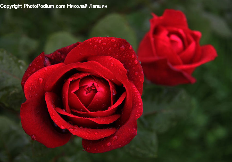 Blossom, Flower, Plant, Rose, People, Person, Human