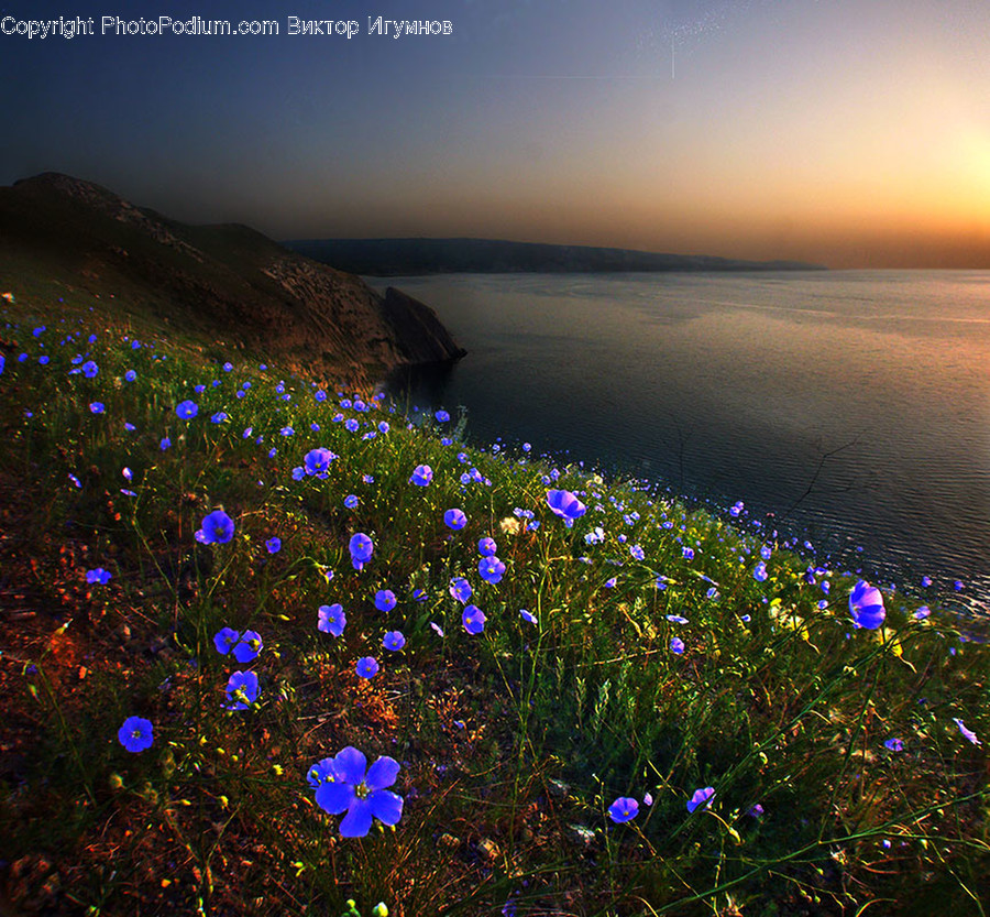 Blossom, Flax, Flora, Flower, Plant