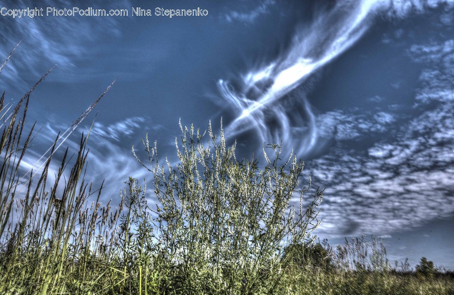 Flora, Grass, Plant