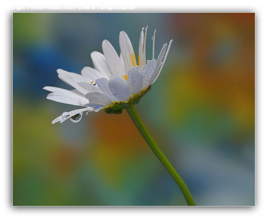 Daisies, Daisy, Flower, Plant, Blossom, Flora, Cosmos