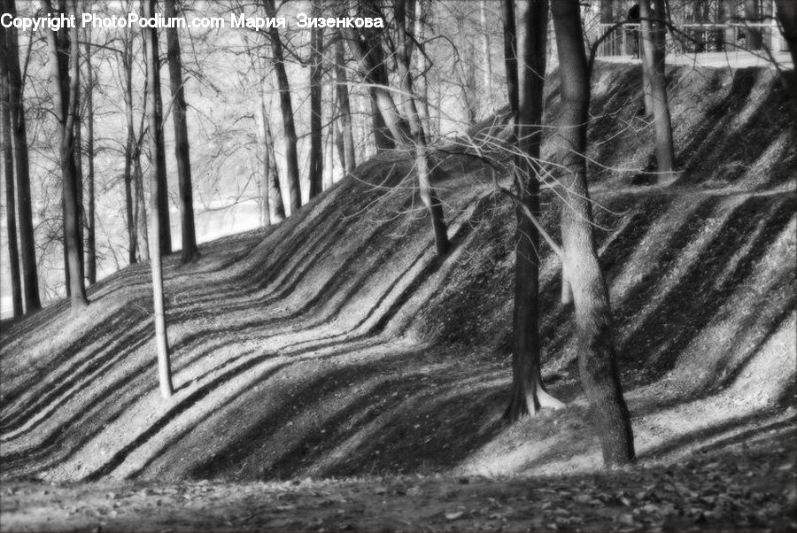 Forest, Vegetation, Grove, Land, Jungle, Plant, Tree