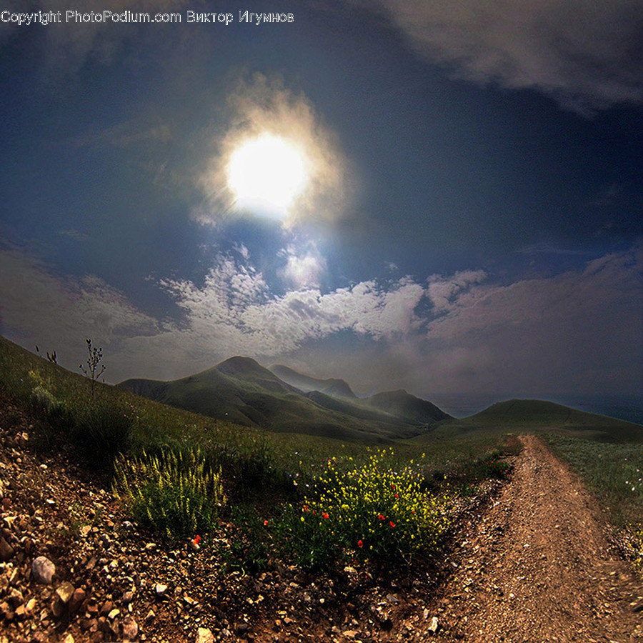 Dirt Road, Gravel, Road, Conifer, Flora
