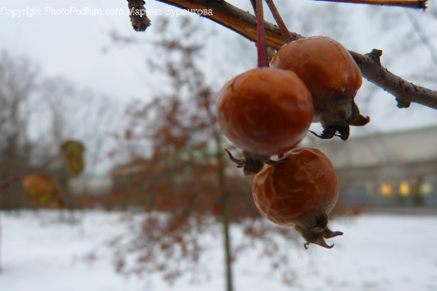 Flora, Food, Fruit, Grapes, Plant