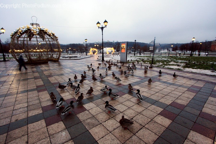 Food, Food Court, Restaurant, Animal, Bird