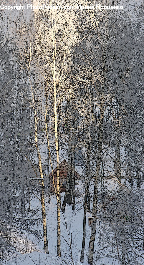 Birch, Tree, Wood, Frost, Ice, Outdoors, Snow