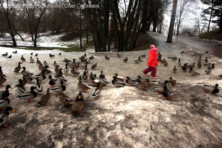 Animal, Bird, Waterfowl, Duck, Goose
