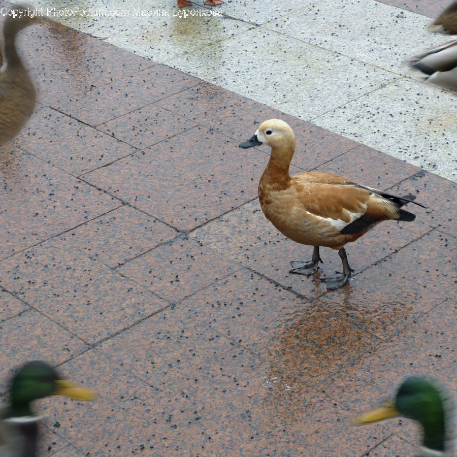 Animal, Bird, Goose, Waterfowl, Hole