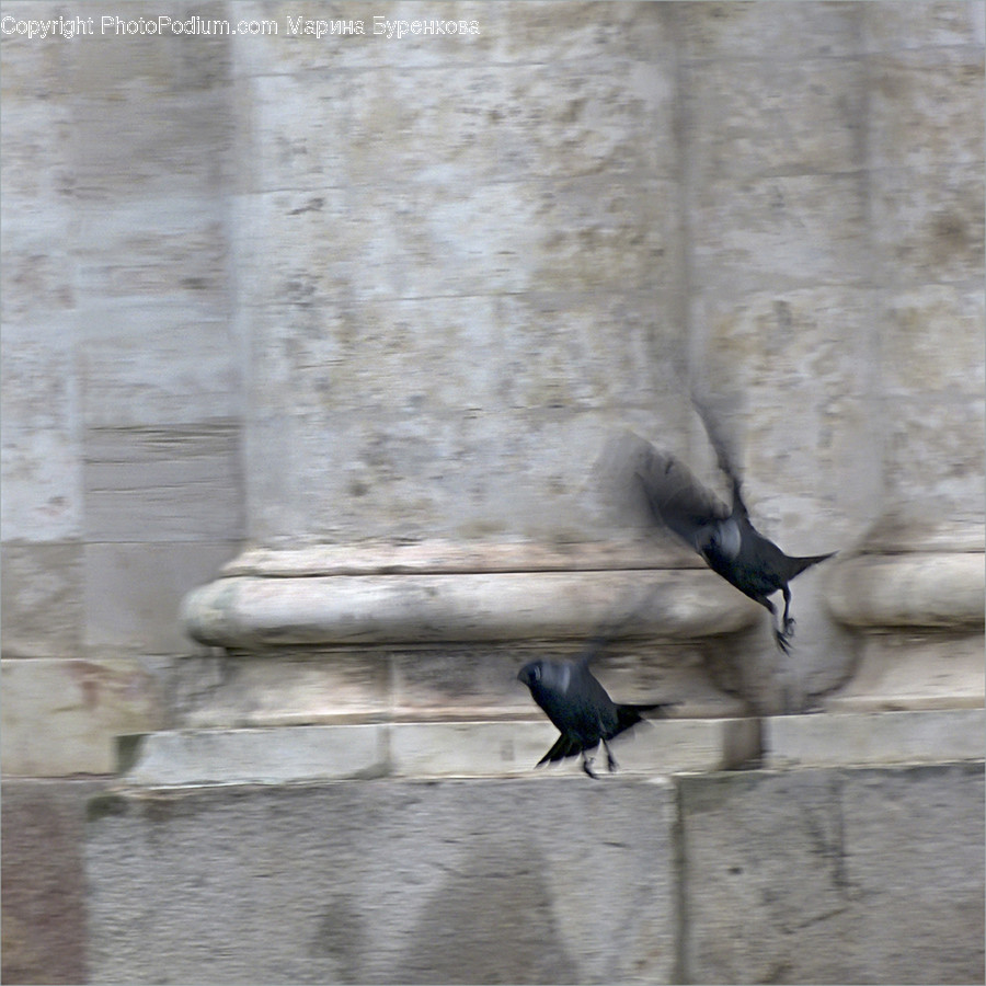 Animal, Bird, Crow, Dove, Pigeon