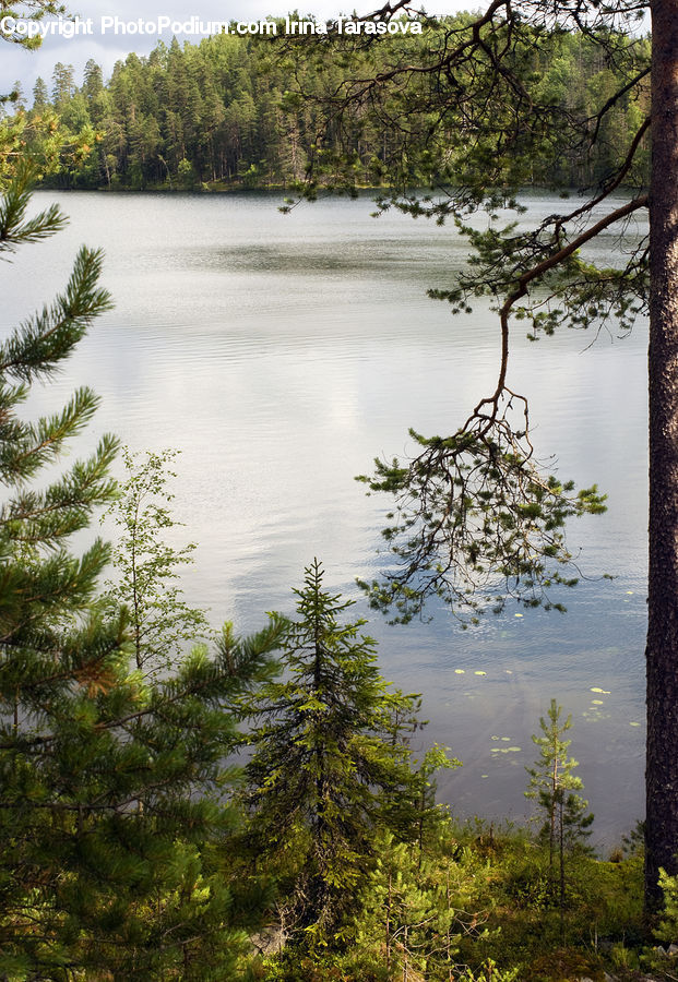 Conifer, Larch, Tree, Wood, Fir, Plant, Spruce