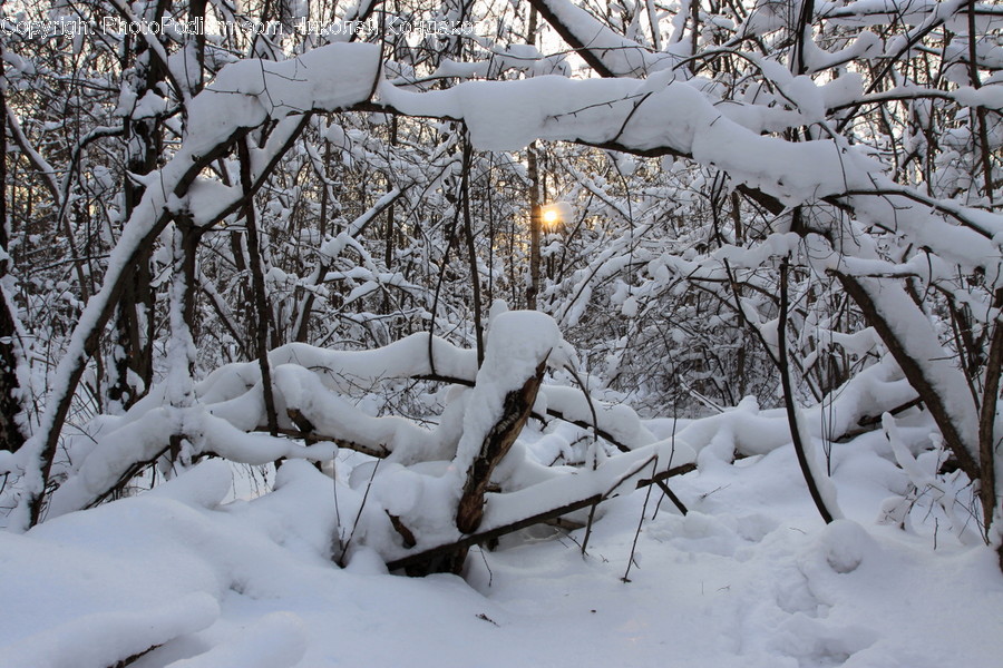 Blizzard, Nature, Outdoors, Snow, Storm