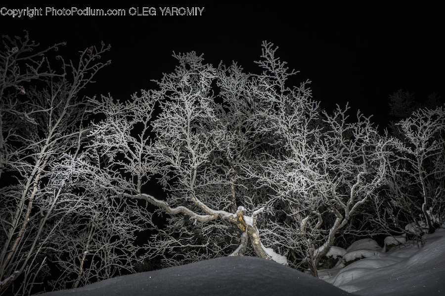 Flora, Plant, Tree, Frost, Ice