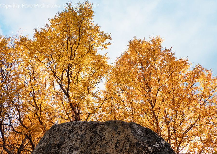 Flora, Oak, Plant, Sycamore, Tree