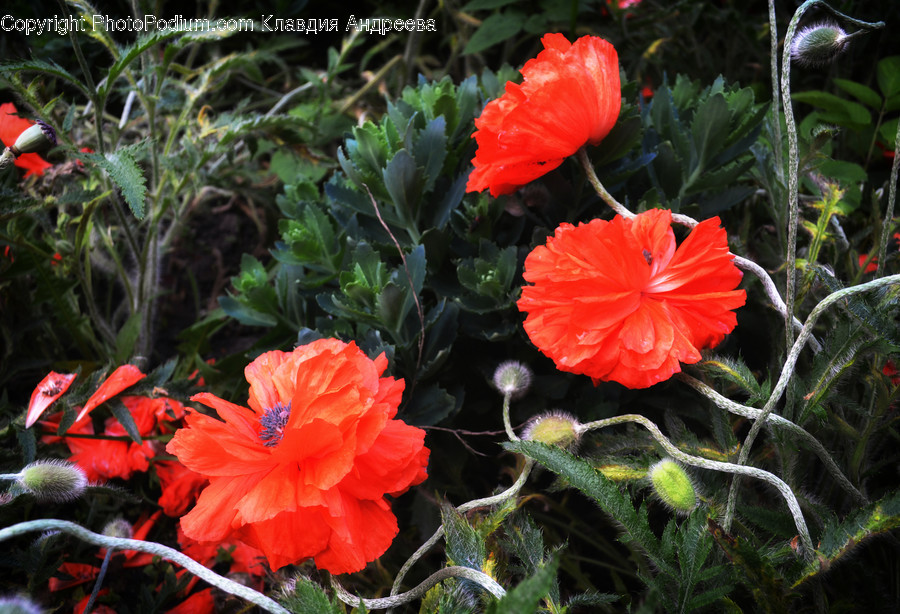 Blossom, Flora, Flower, Plant, Poppy