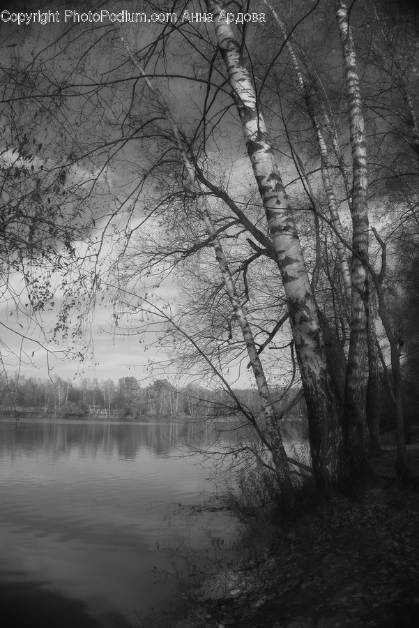 Flora, Plant, Tree, Forest, Land