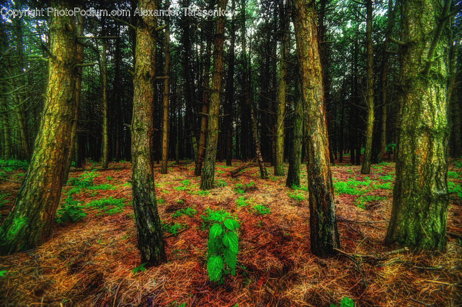 Flora, Forest, Land, Nature, Outdoors