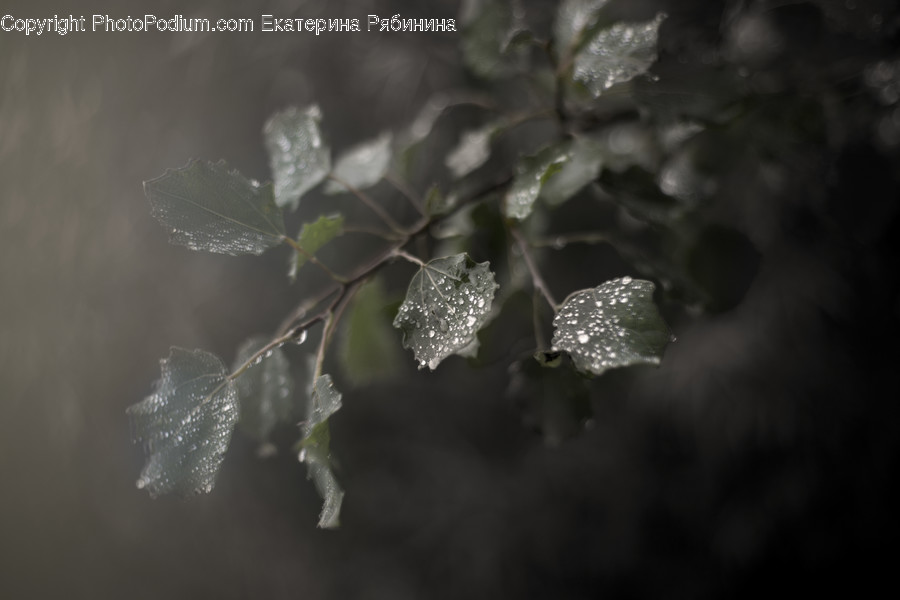 Frost, Ice, Outdoors, Snow, Conifer