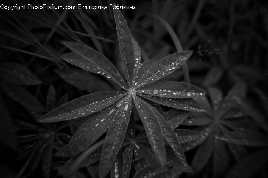 Flora, Plant, Acanthaceae, Blossom, Flower